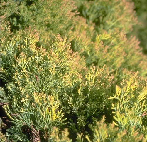 Thuja occidentalis 
