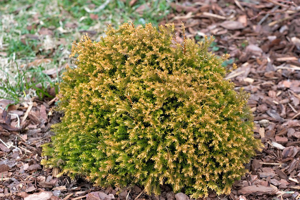 Thuja occidentalis 