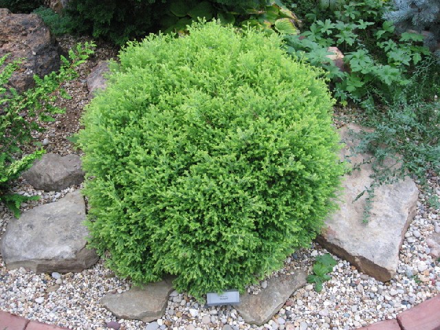 Thuja occidentalis 
