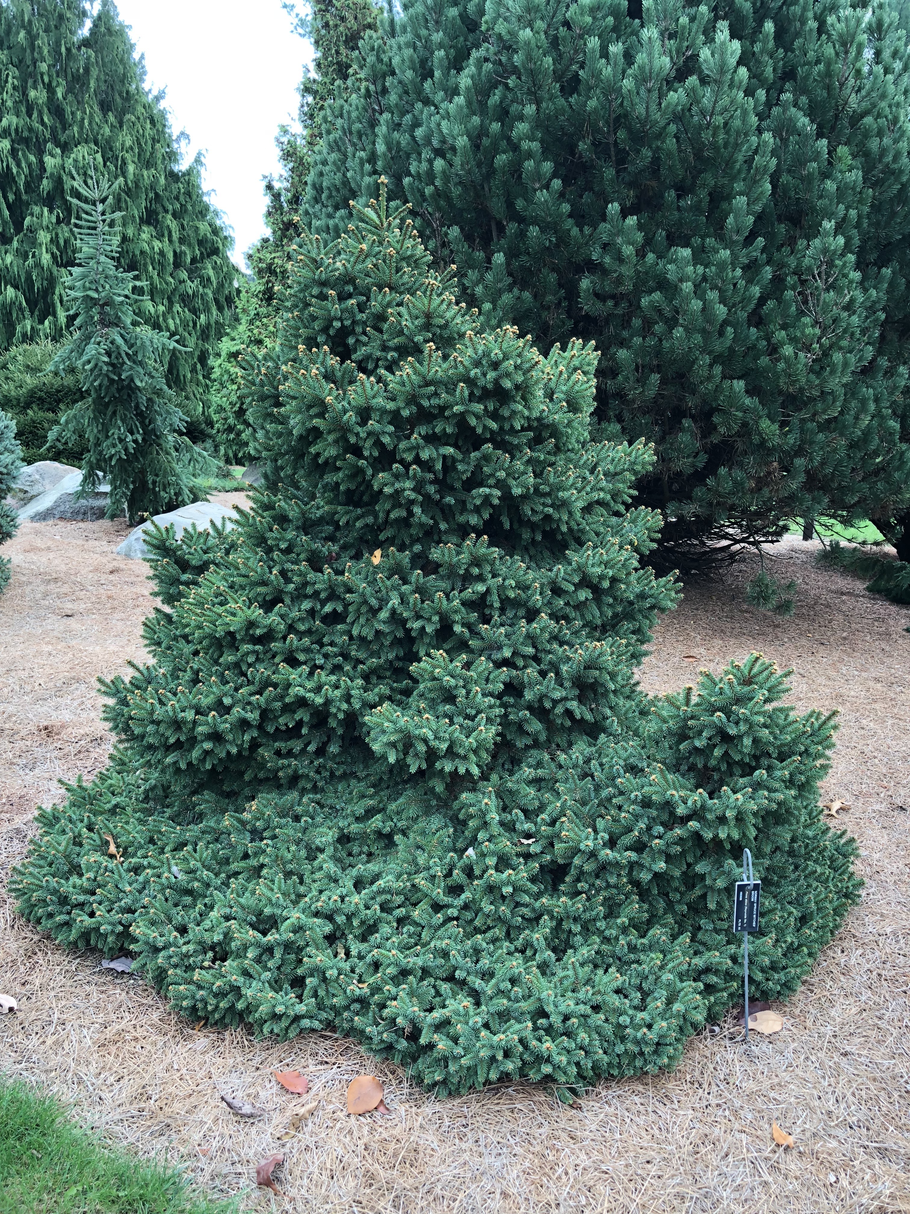 Picea abies 