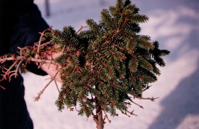 Picea abies 