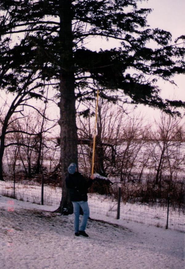 Picea abies 