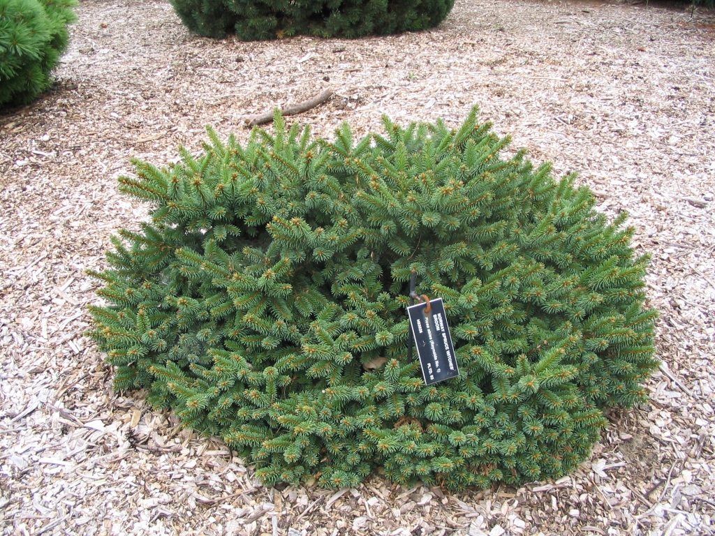 Picea abies 