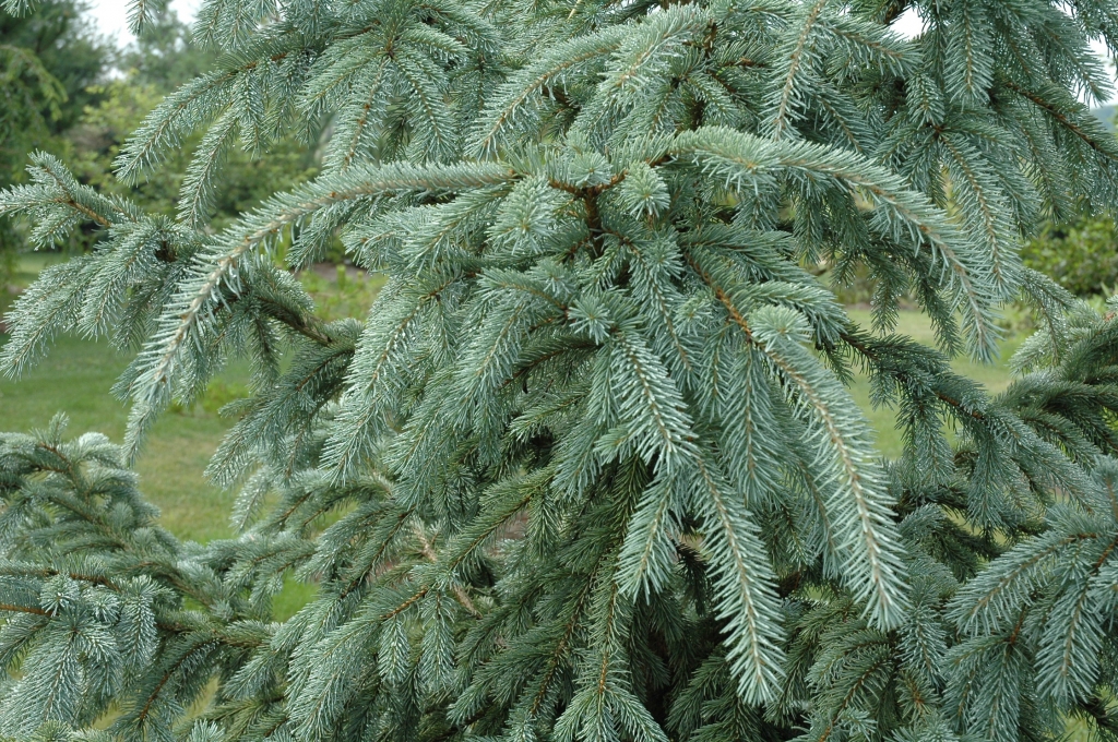 Picea asperata 