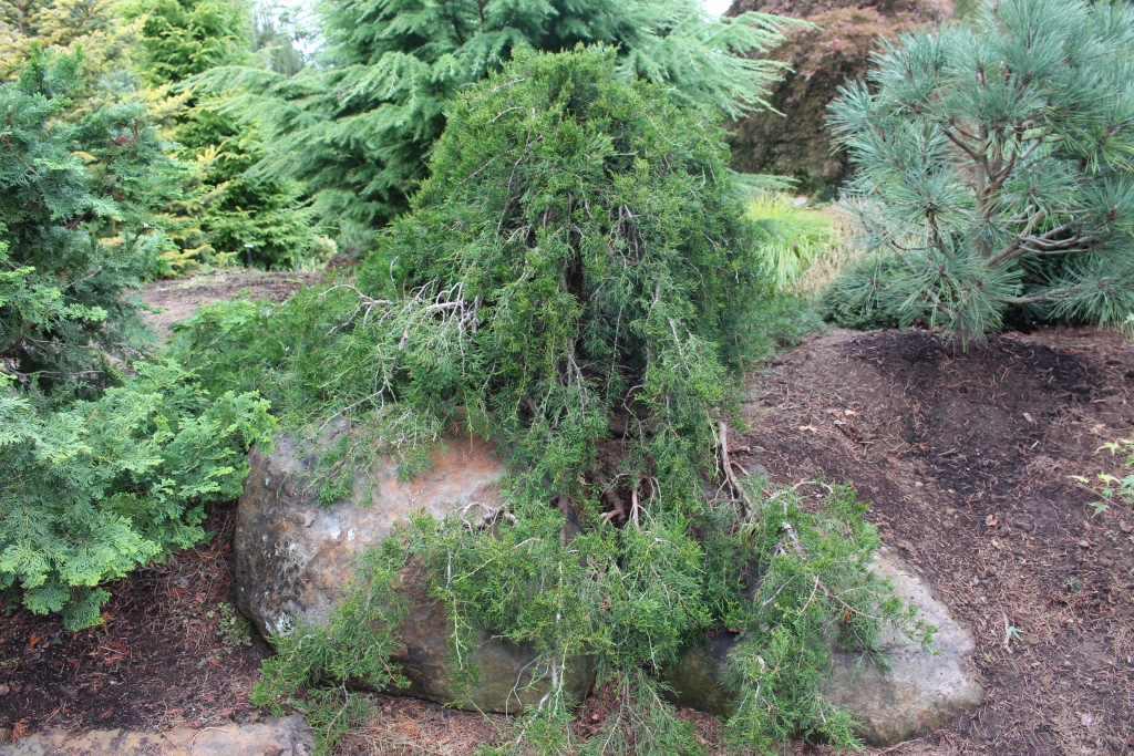 Juniperus virginiana 
