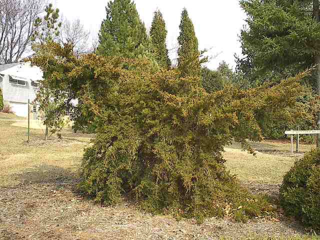 Juniperus virginiana 