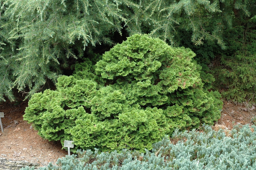 Chamaecyparis obtusa 