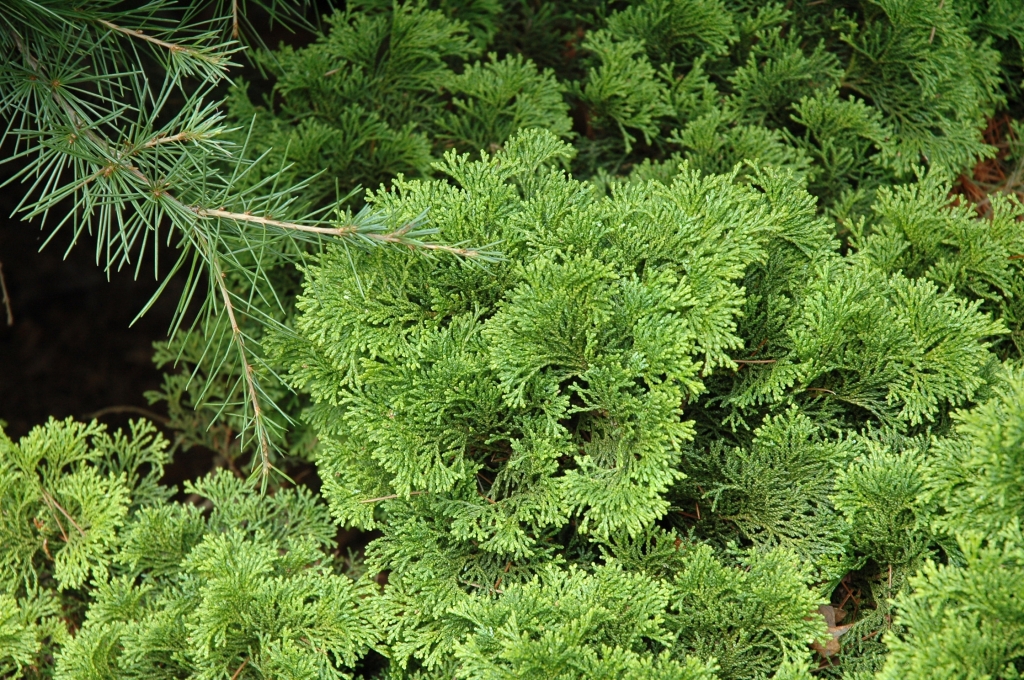 Chamaecyparis obtusa 