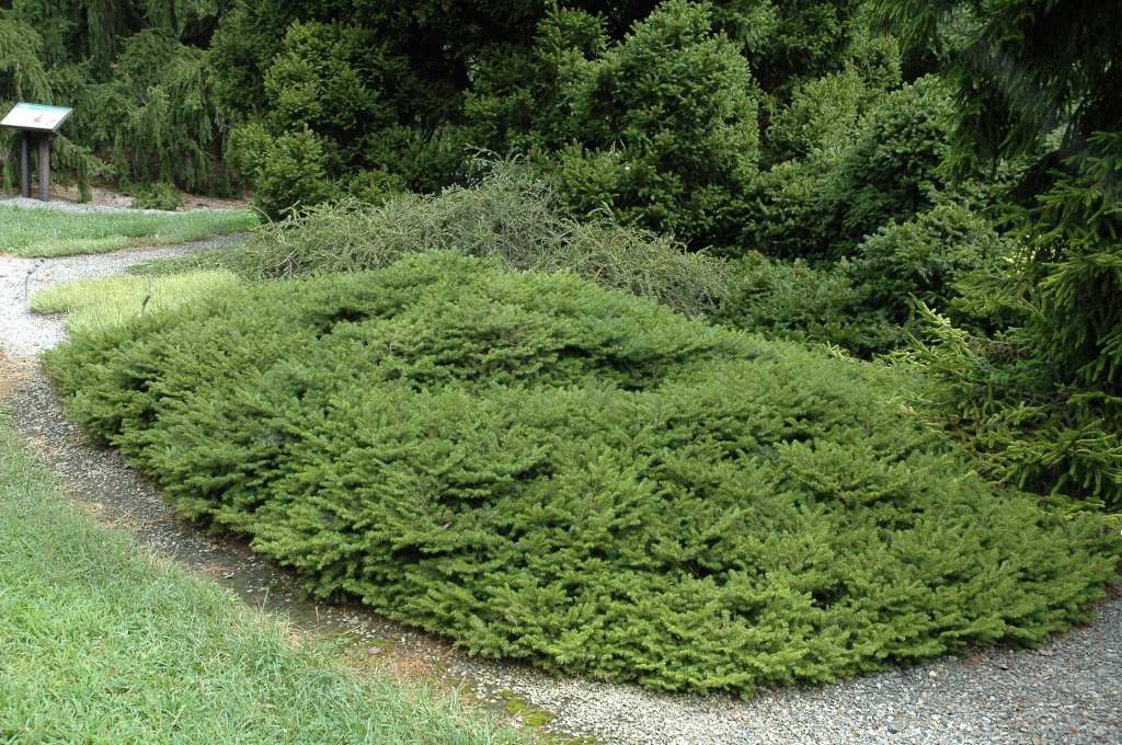Picea abies 