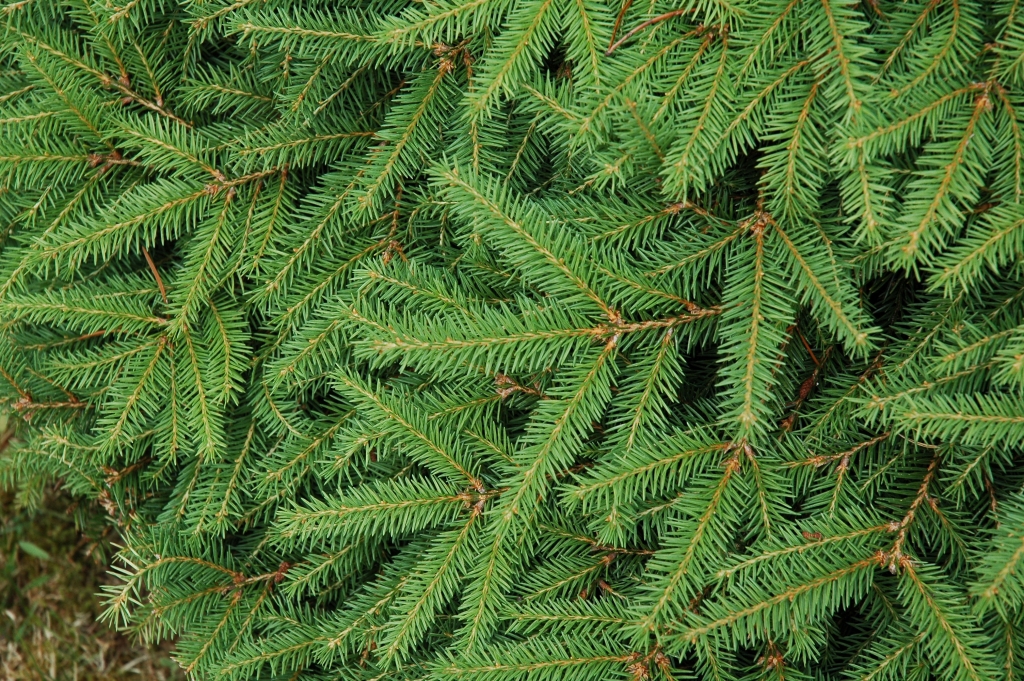 Picea abies 