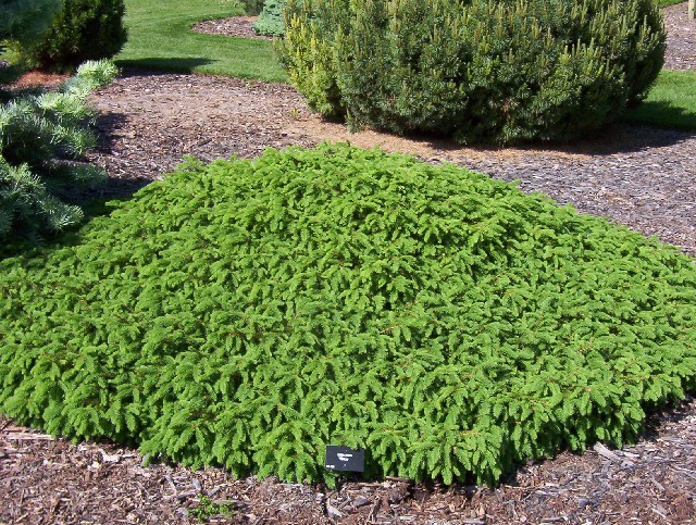 Picea abies 