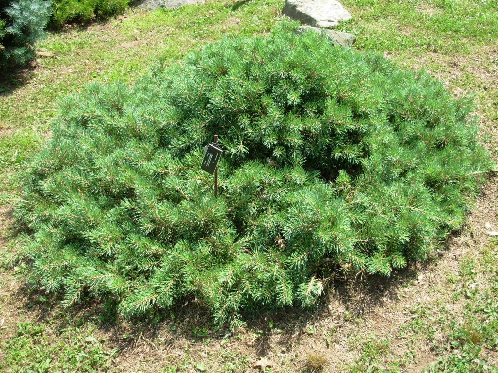 Pinus sylvestris 