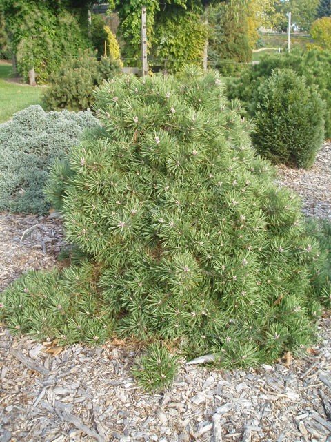 Pinus sylvestris 