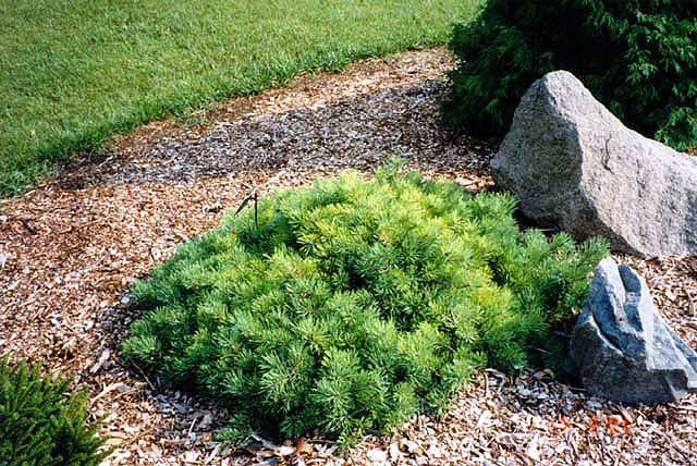 Pinus sylvestris 
