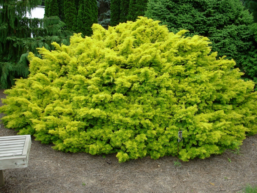 Taxus baccata 