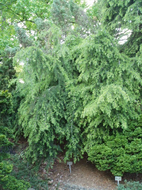 Cedrus deodara 