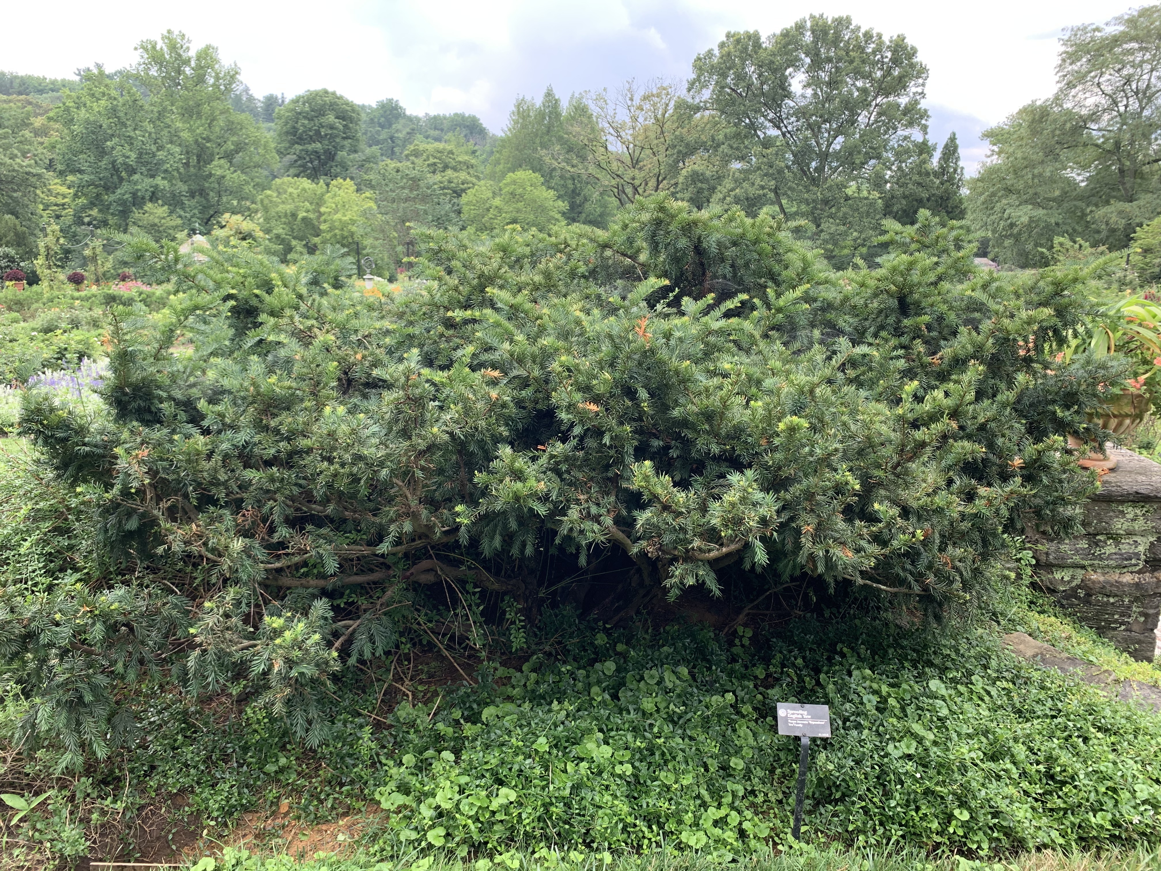 Taxus baccata 