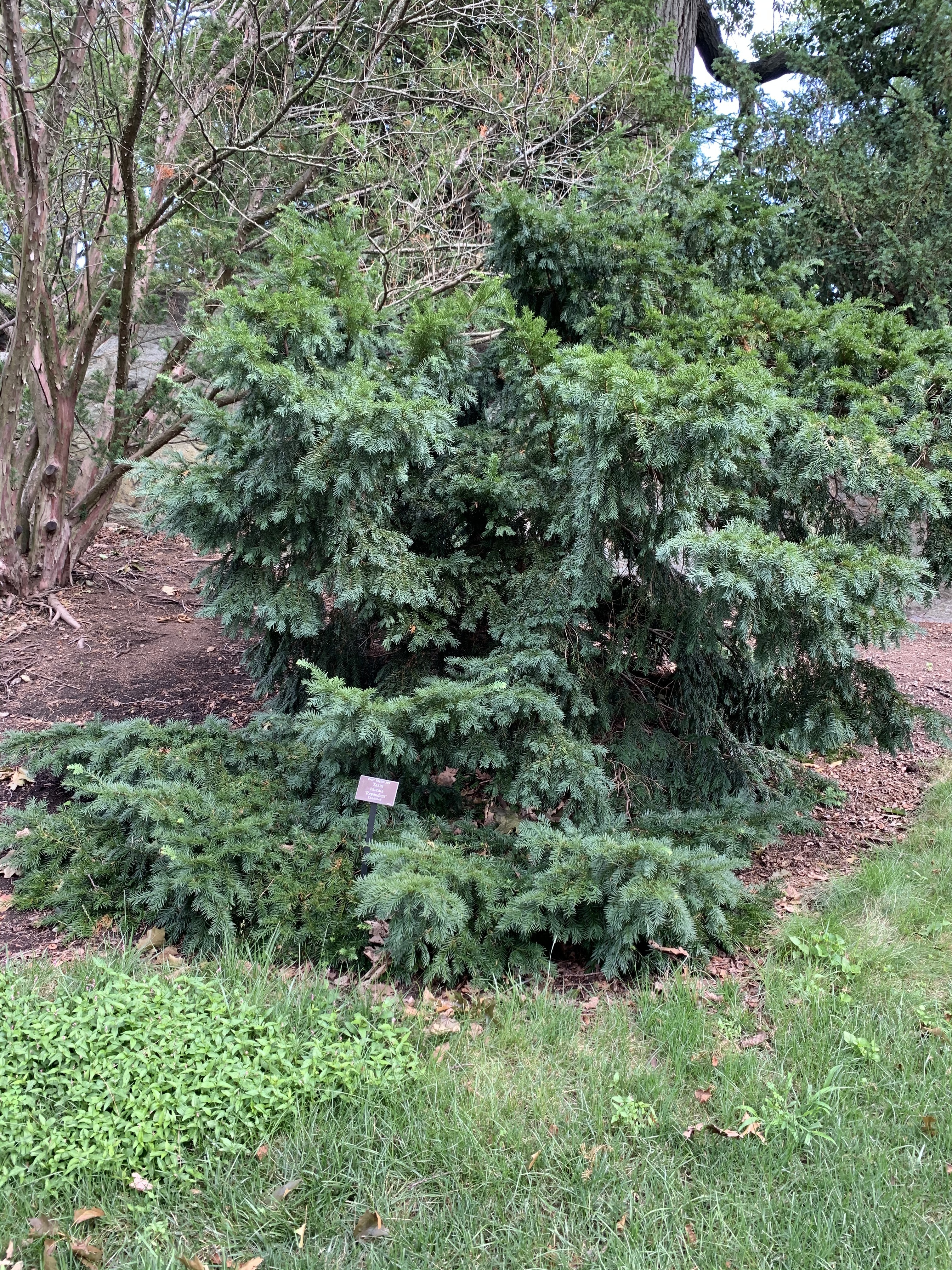 Taxus baccata 