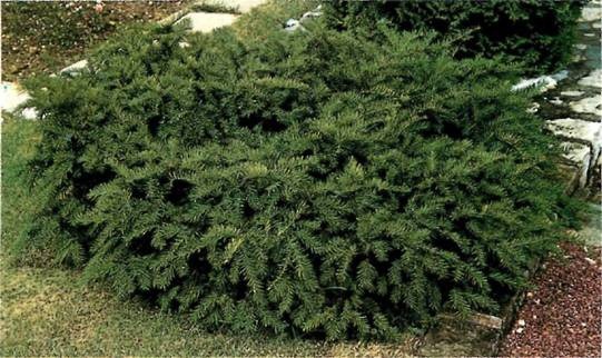 Taxus baccata 