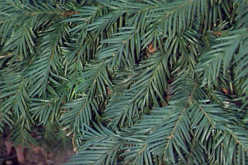 Taxus baccata 