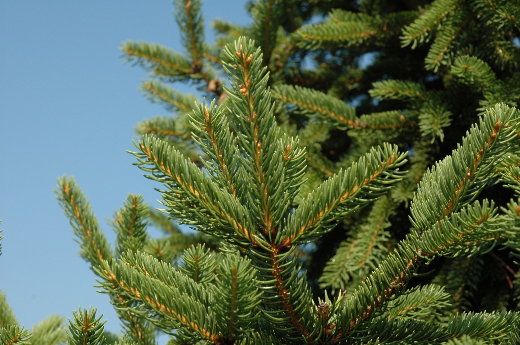 Picea abies 
