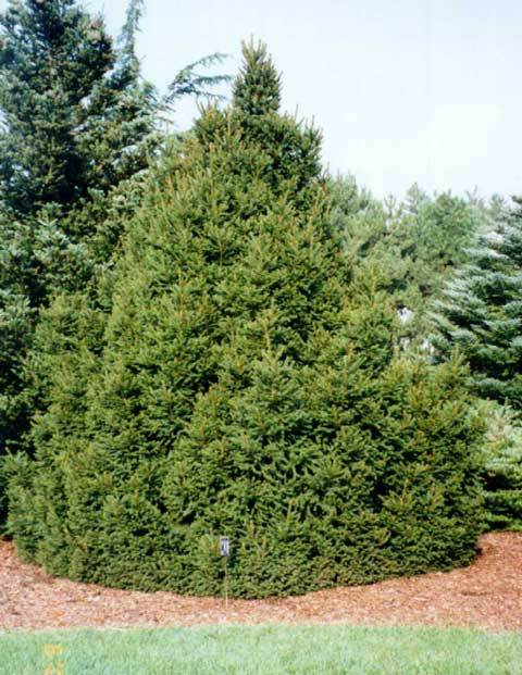 Picea abies 