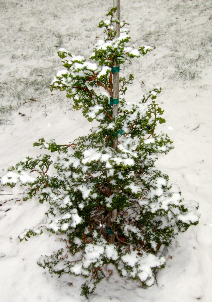 Chamaecyparis obtusa 
