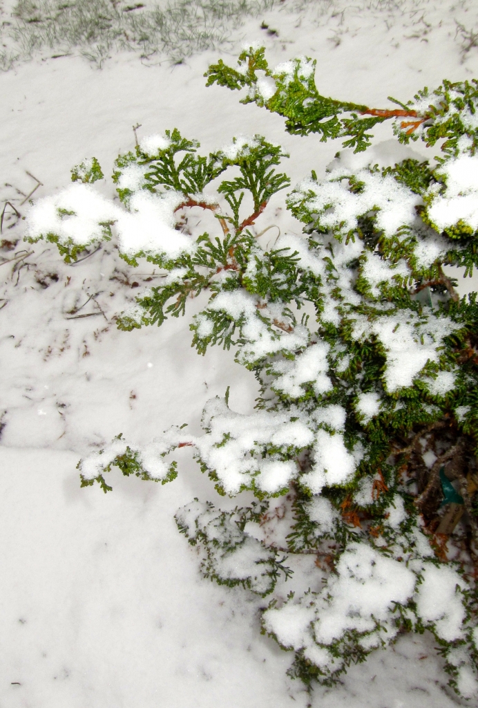 Chamaecyparis obtusa 