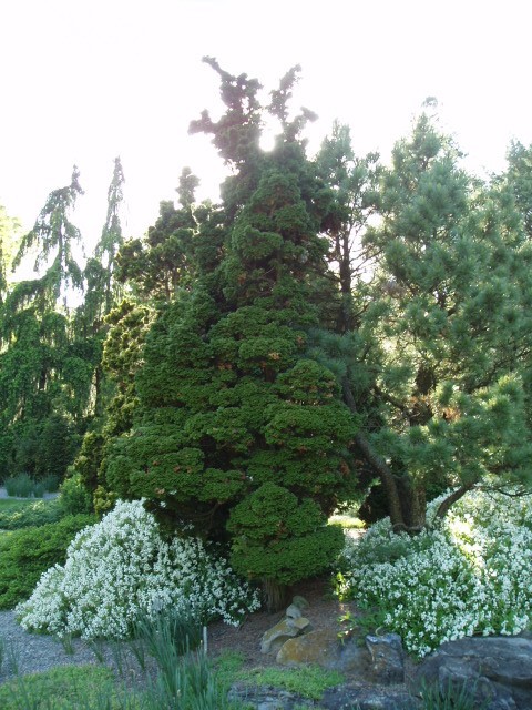 Chamaecyparis obtusa 