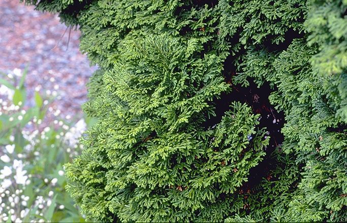 Chamaecyparis obtusa 