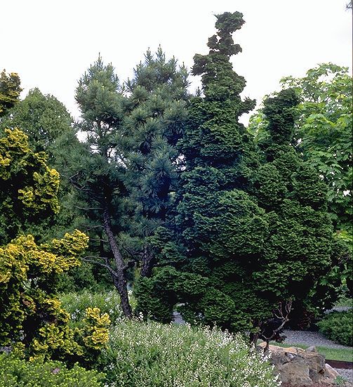 Chamaecyparis obtusa 