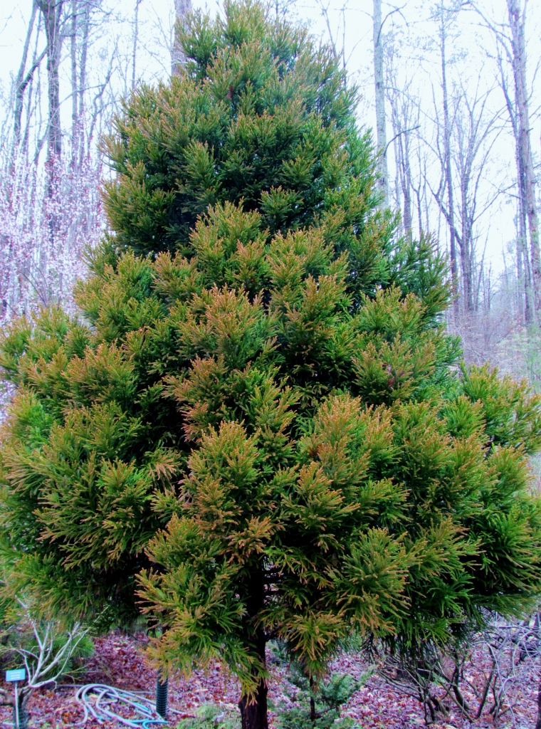 Cryptomeria japonica 