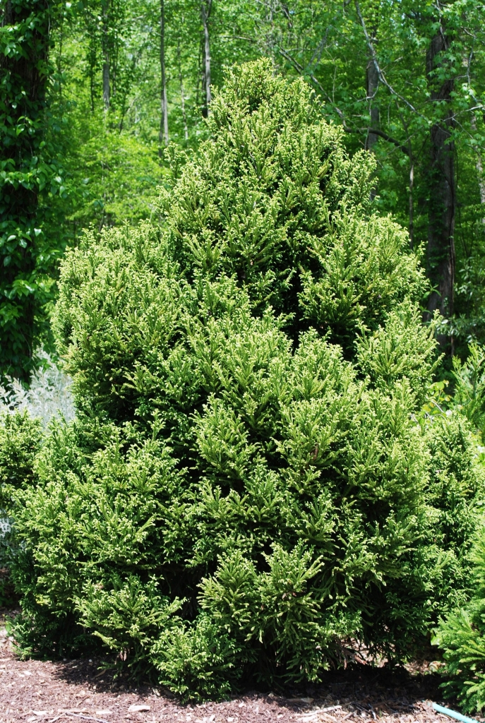 Cryptomeria japonica 