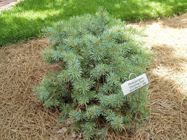 Picea pungens 