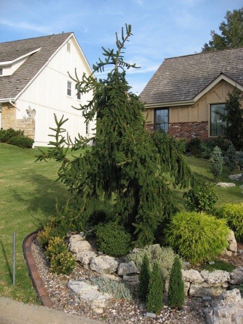 Picea abies 