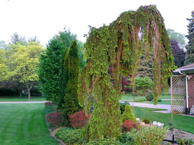 Picea abies 