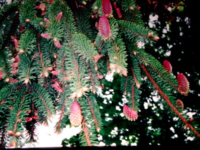 Picea abies 
