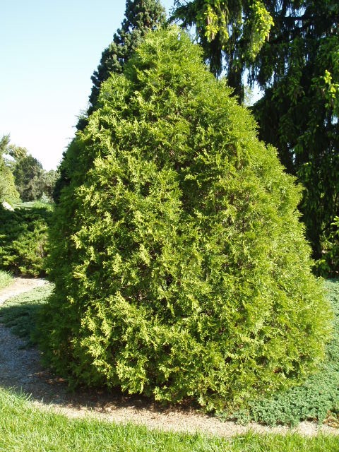 Thuja occidentalis 