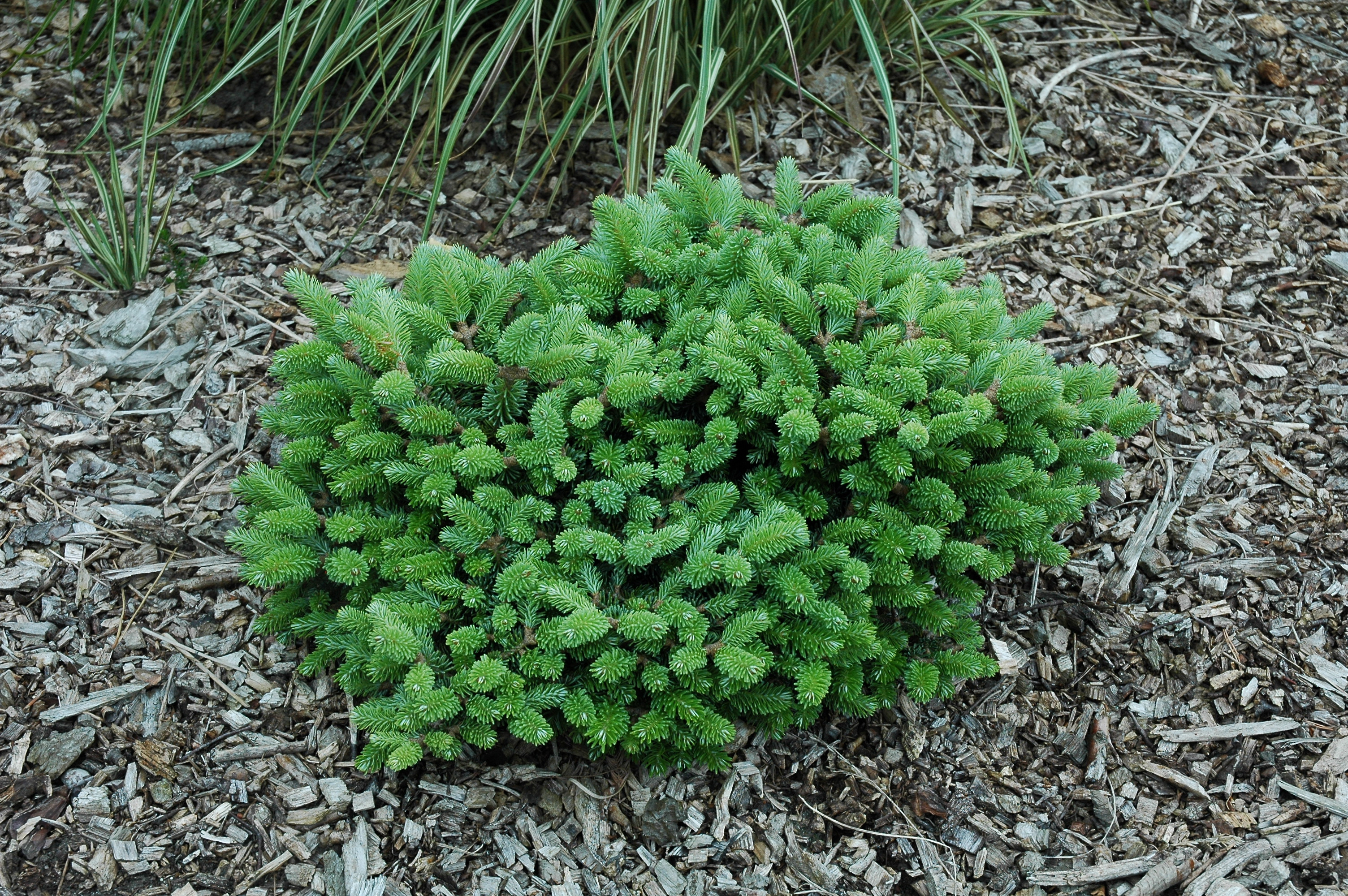 Abies fraseri 