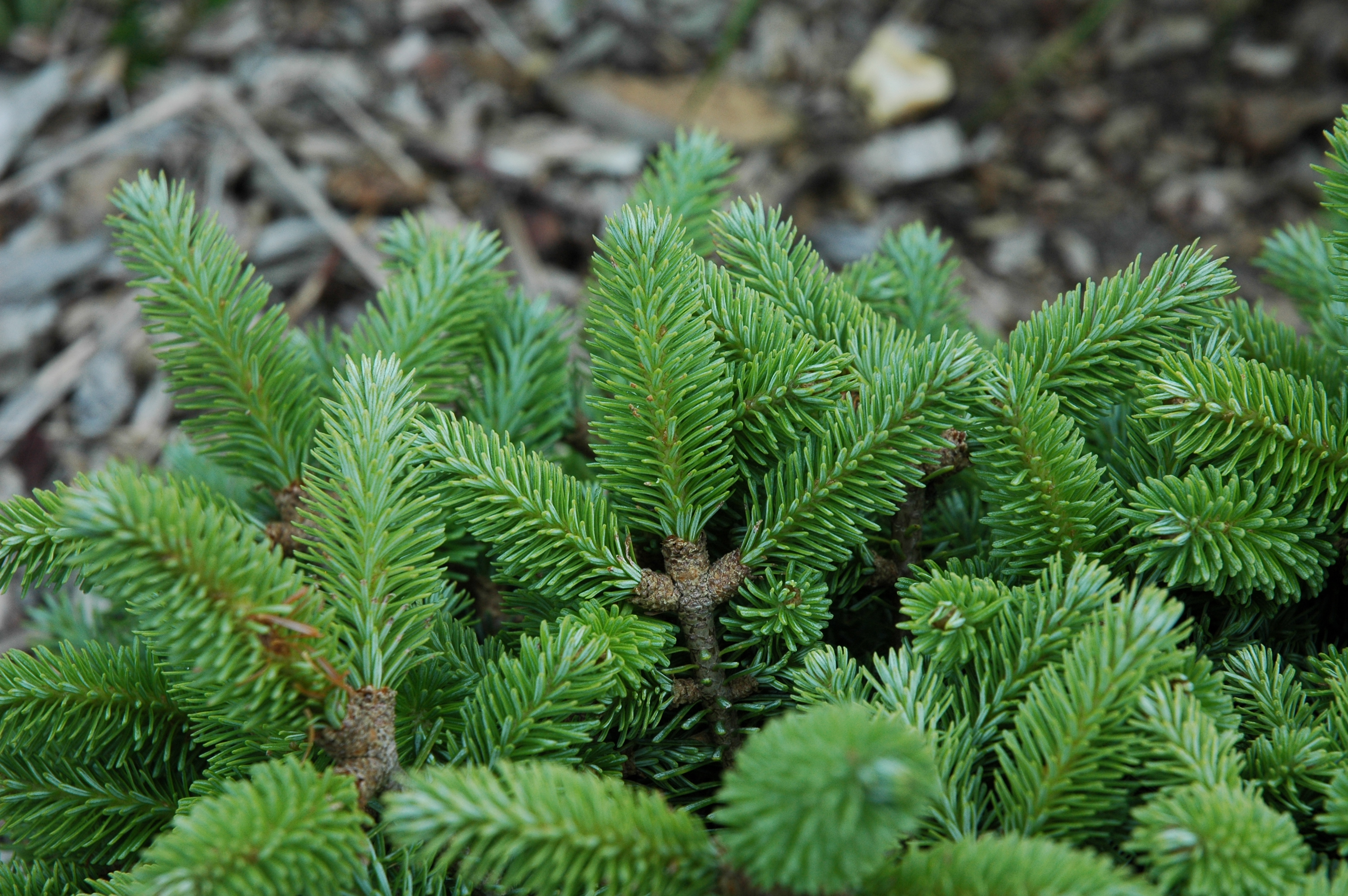 Abies fraseri 