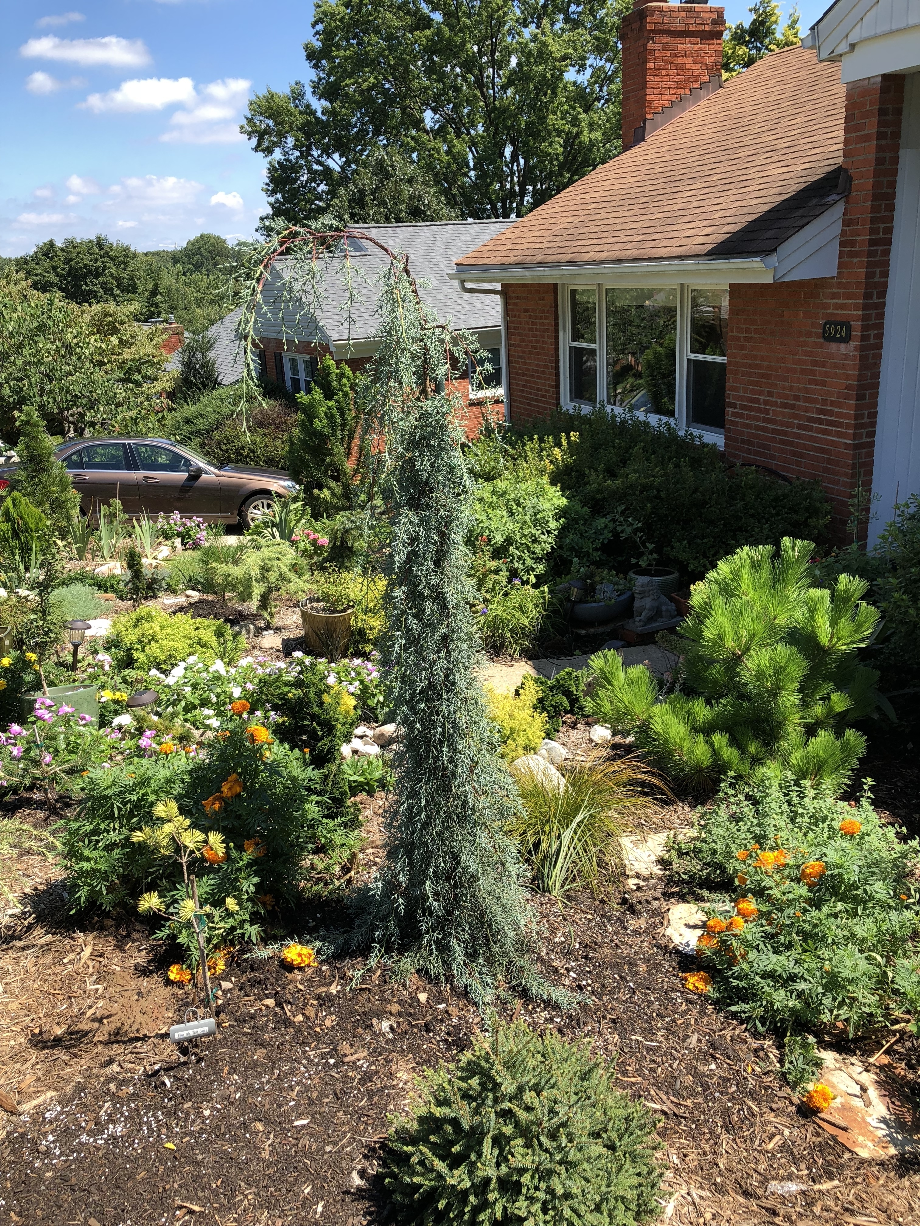 Cupressus glabra 