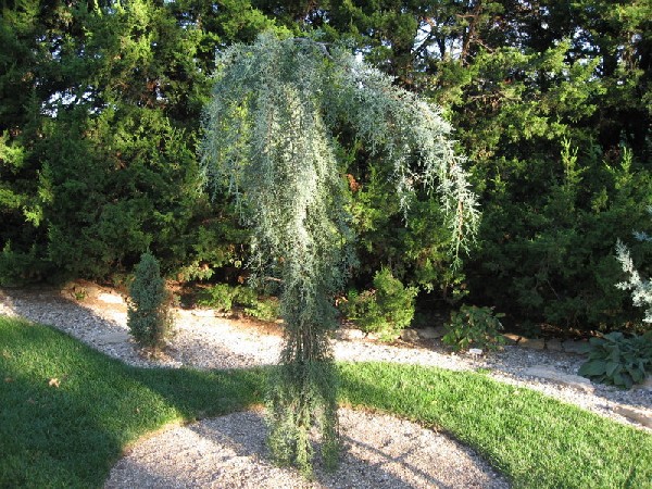 Cupressus glabra 