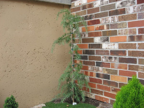 Cedrus deodara 