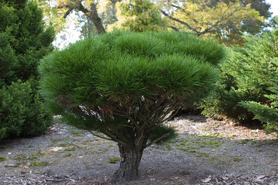 Pinus densiflora 