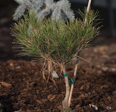 Pinus densiflora 