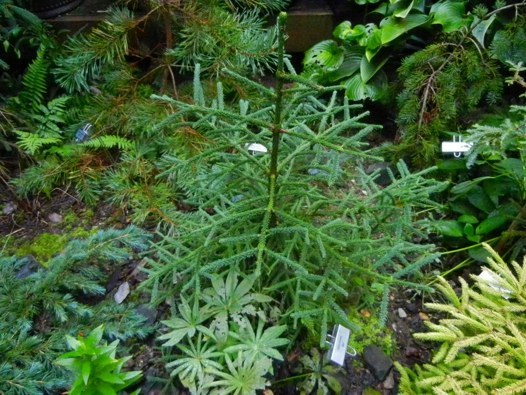 Abies procera 