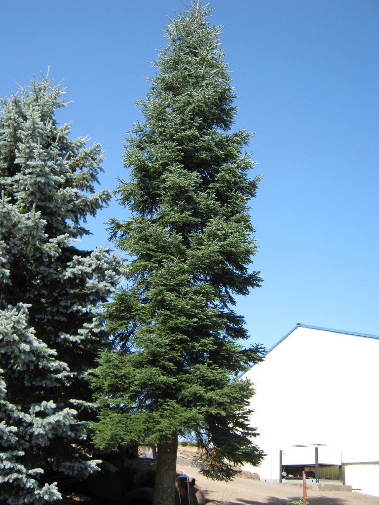 Abies procera 