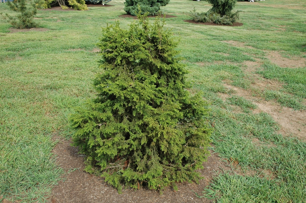 Chamaecyparis obtusa 
