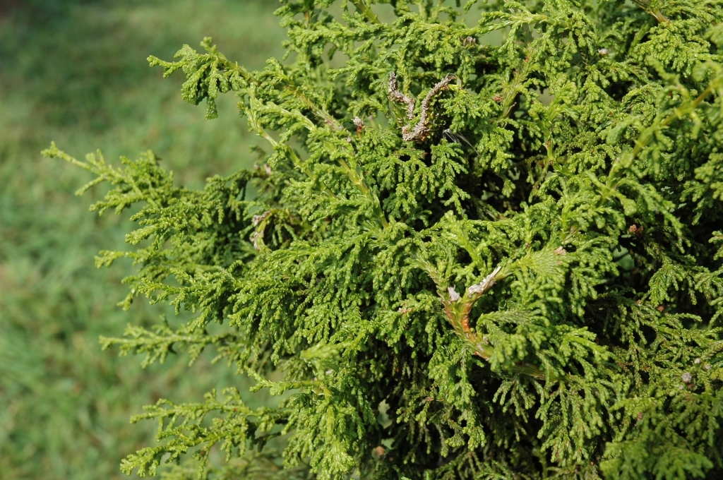 Chamaecyparis obtusa 