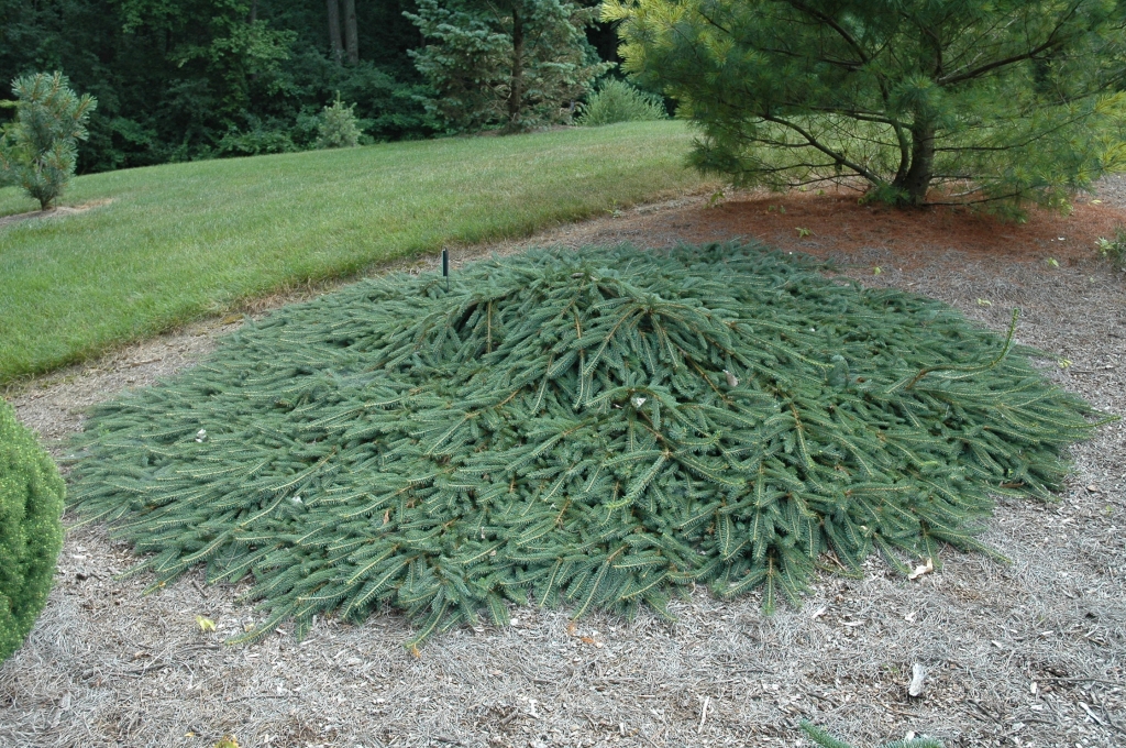 Picea abies 
